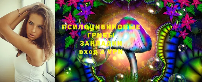 Псилоцибиновые грибы Psilocybe  Аша 